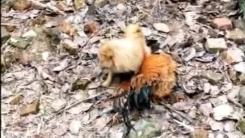 Dog VS Rooster And Chicken!