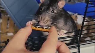 Video: Mr Blick, la rata que causa furor en redes