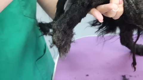 YOU WON'T BELIEVE how this DOG looks after shaving all these dreadlocks