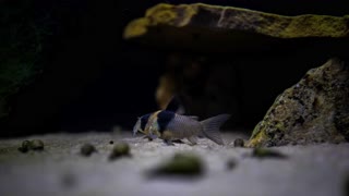 TOP 5 Corydoras Catfish for your Aquarium