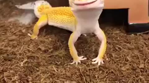 the funniest lizard