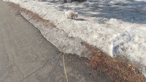 Toy Poodle, Peanut, gets caught off guard!....