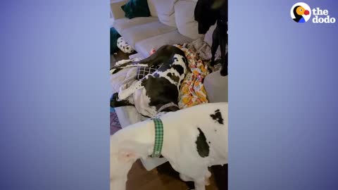 Dog Caught On Hidden Camera Doing The Sweetest Thing To His Brother