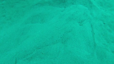 Angel Shark Hiding in the Sand