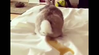 Rabbit Pee On The Bed.