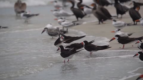 Black Skimmers Preening on the Shoreline