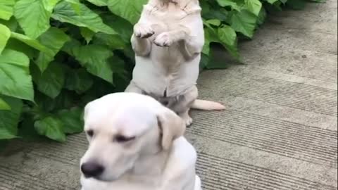 Funniest & cute puppe Labrador Puppies #2 - Funny Puppy Videos 2022