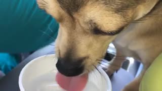 Small black dog drinking ice water from mcdonalds cup
