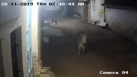 Lion chases cows, dog