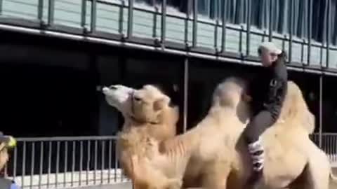 Funny Camel Ride Goes Wrong Funny Animals