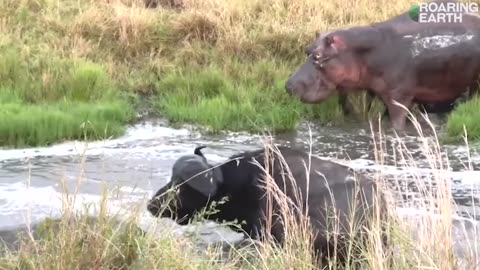 Invincible Buffalo Takes on 15 Lions and 3 Hippos