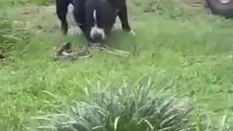 Impressionante Cachorro PitBull ataca cobra perigosa 😨😱