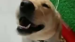 the dog loves massage