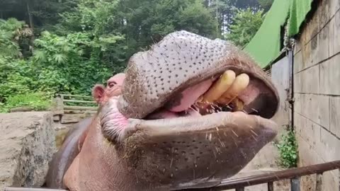 How Hippo Reacts to Eating a Lemon #shorts #shortvideo #video #virals #videoviral