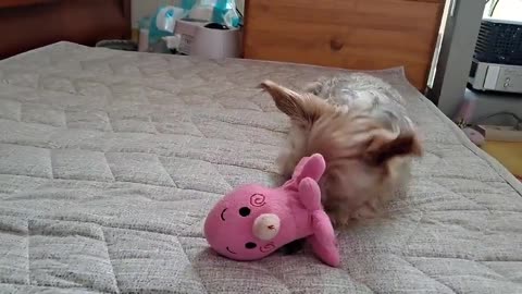 My dog loves pink octopus.