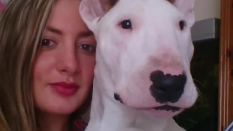 Lilly Bull-Terrier sings Ed Sheeran's Thinking out loud.