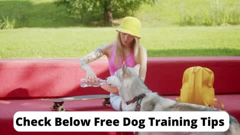 Free Dog Training PDF Guide