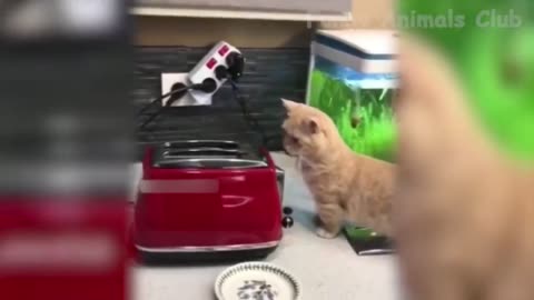 Best Funny Cat Videos That Will Make You Laugh All Day Long & &