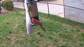 Male Cardinal March 18, 2021