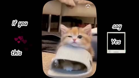 Cutest baby kittens 😍 big compilation of best beautiful cats of the world | part 5
