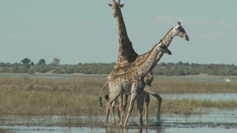 Travel to Africa on safari African Wildlife life