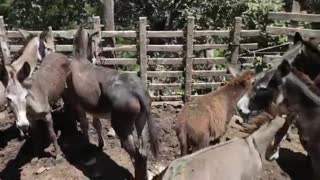 Video: Matadero clandestino sacrificaba burros para luego vender la carne en Bucaramanga