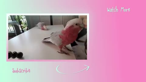 Watch this Parrot react to another Parrot just like him! (Train your Parrot with the link below)