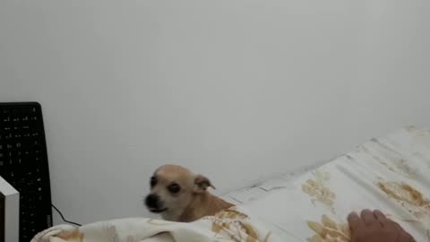 ChihuahuaChiaua do you want affection