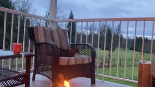 Cat relaxing on the deck with fire and tea and relaxing music