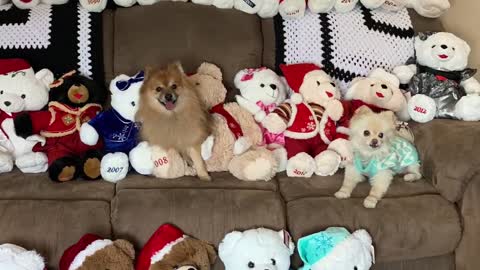 Pomeranians Decorate for Christmas with Bears