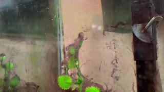 Soothing sound and aquarium fish swimming around