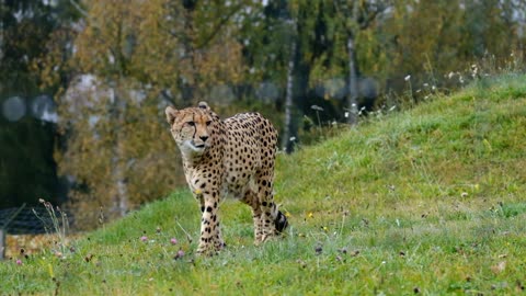 Cheetah النمر المرقط