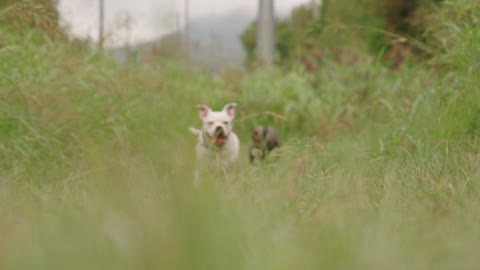 Dog playing 6