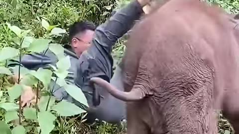 Elephant： Let's play#tiktok #fyp #elephants #animals