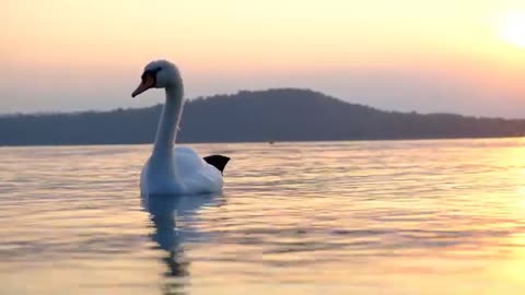 Swans on lake