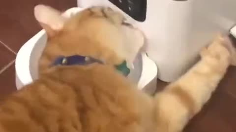 Orange cat trying to steal food