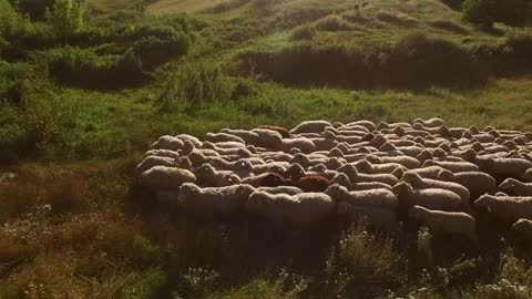 Sheep herd is walking. Sheep on a meadow