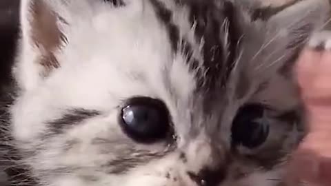 Very cute baby kitten