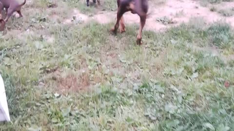 Puppies playing Dad