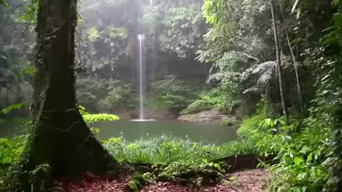Rainforest and Bird Sounds Will Make You Feel Like in Paradise