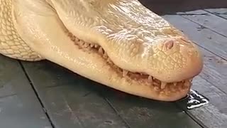 scary alligator