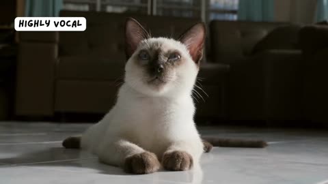 Fun Facts About Siamese Cats | Unveiling the Mystique of This Enigmatic Breed!