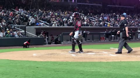 Umpire Learns Not to Interrupt Bat Dog
