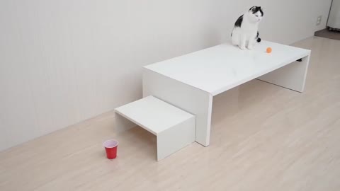 Cats and Ping Pong Trick Shots