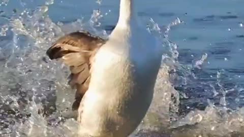 gooses running on water.