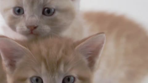 cat funny HD video (I want to spend all nine lives together).