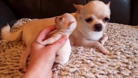 Micro Mini Me! - Chihuahua