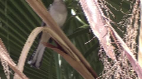 A Northern Mockingbird Sings #birding #birds #birdwatching #nature #animals #animalvideos