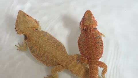 Bearded Dragon Swims Underwater like a Fish!