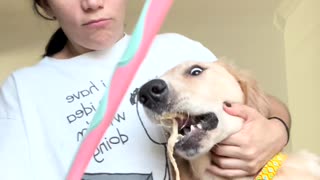 Sunny Dog Take Doughy Bite